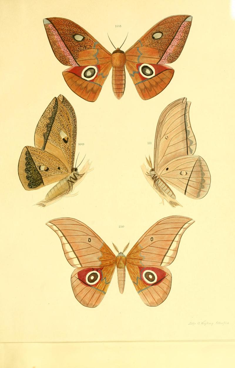 Beiträge zur Schmetterlingskunde BHL10420882