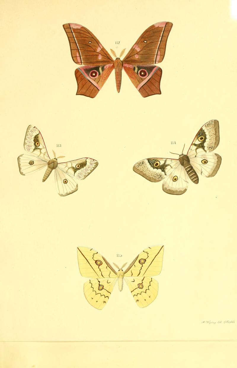 Beiträge zur Schmetterlingskunde BHL10420884