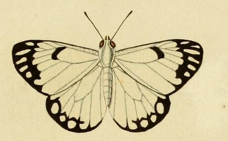 Belenois aurota
