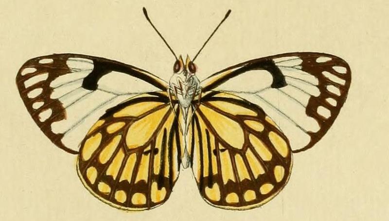 Belenois aurota1