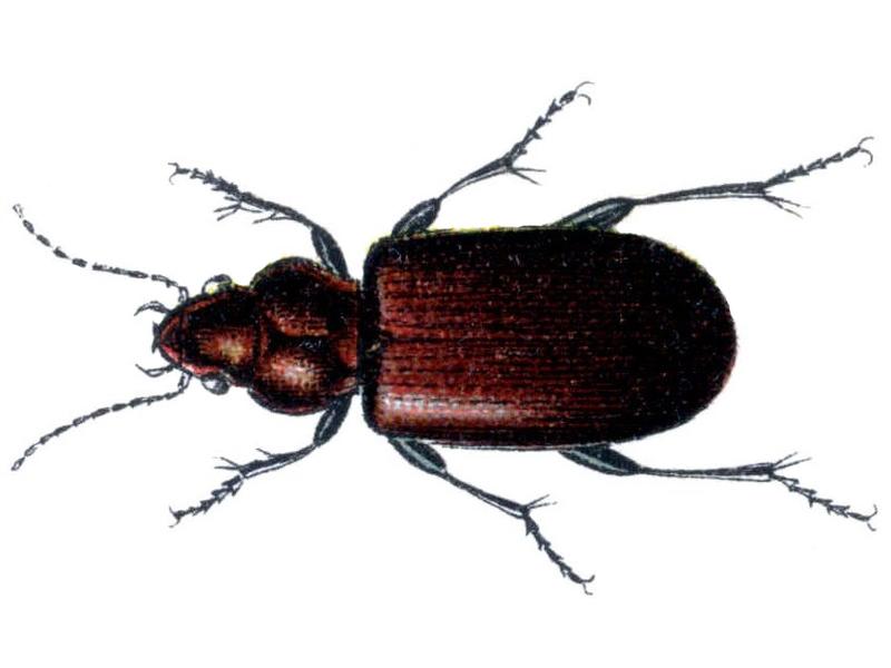 Bembidion pygmaeum