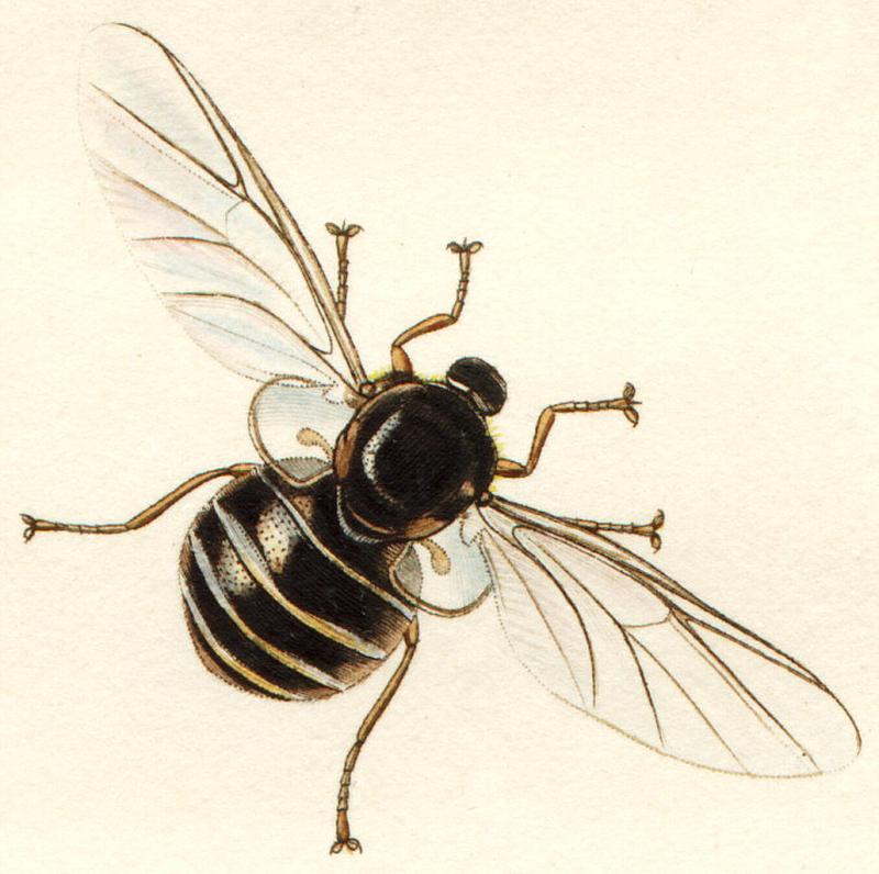 Detail of illustration from British Entomology illustrations and descriptions of the genera of insects found in Great Britain and Ireland 18241840