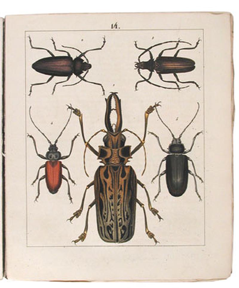 Plate from Käferbuch which depicts 1315 illustrations of beetles