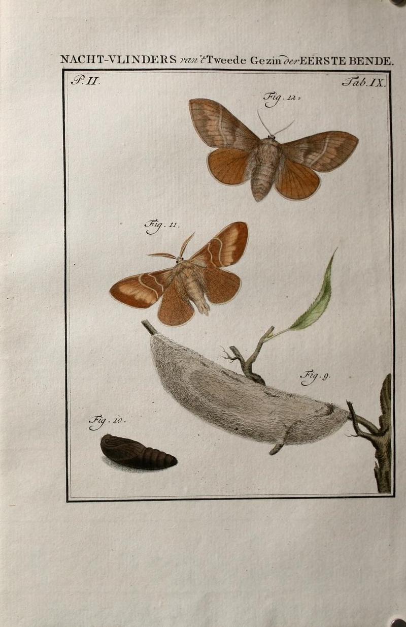 Beschouwing der wonderen Gods (Part IV, Tab. IX) (9075043057)