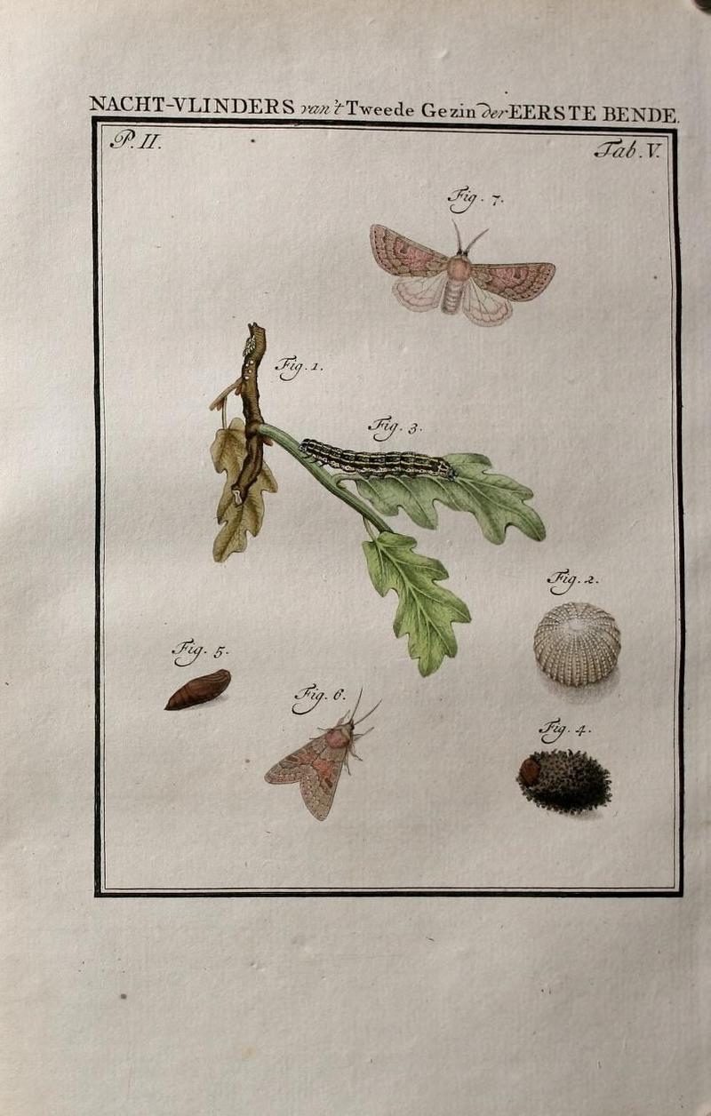 Beschouwing der wonderen Gods (Part IV, Tab. V) (9075037825)