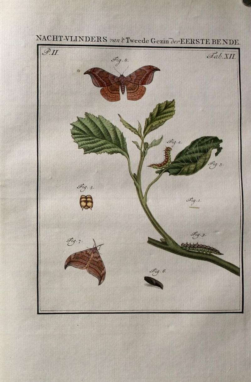 Beschouwing der wonderen Gods (Part IV, Tab. XII) (9077277108)