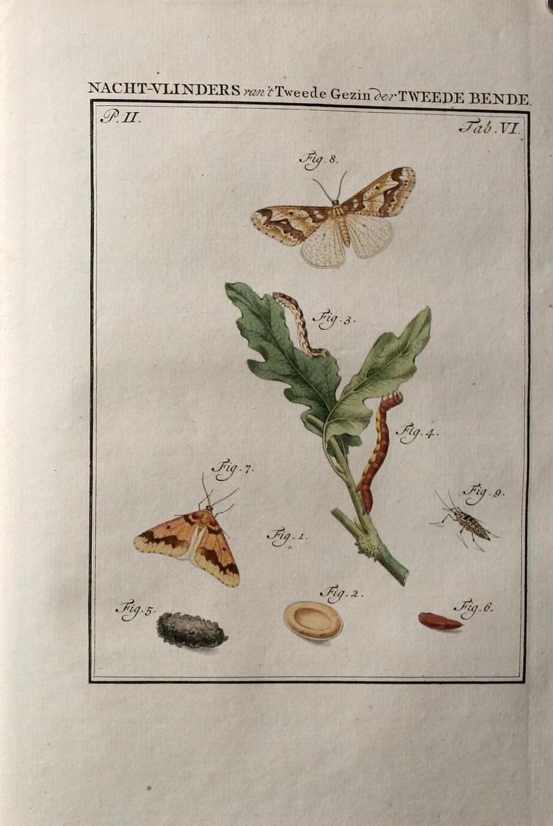 Beschouwing der wonderen Gods (Part VI, Tab. VI) (9075074365)