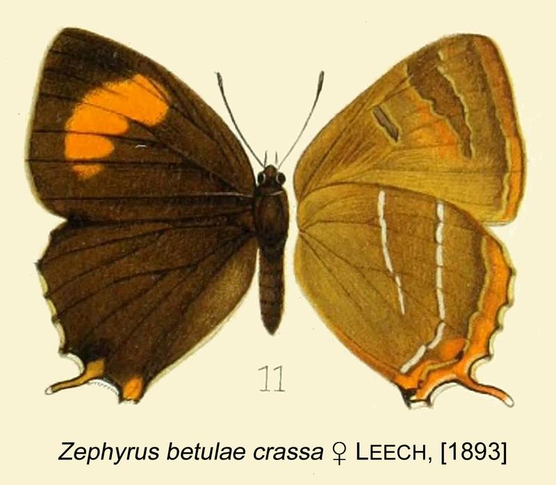 Betulae crassaLeech1893OD