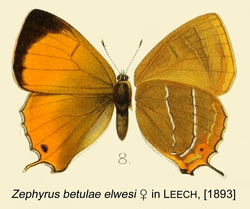 Betulae elwesi in Leech1893