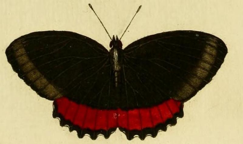 Biblis hyperiaA