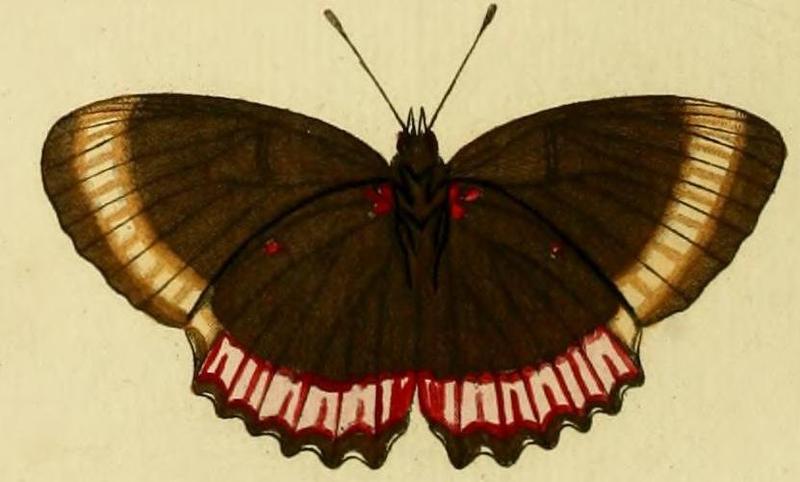Biblis hyperiaB