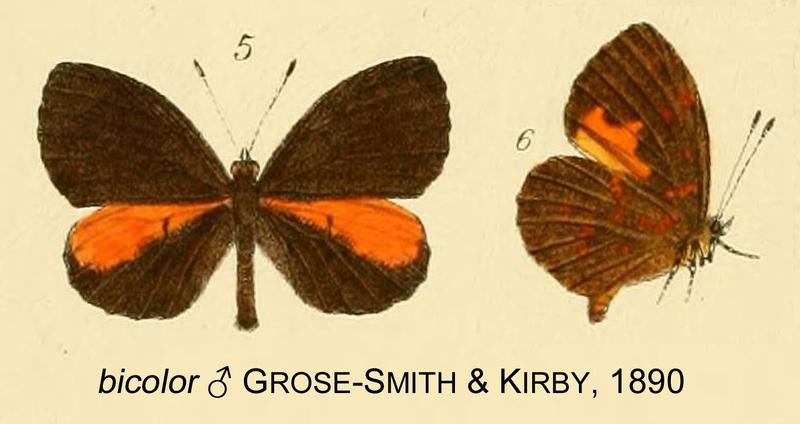 bicolor from original description