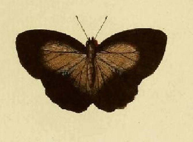 Bicyclus dorothea