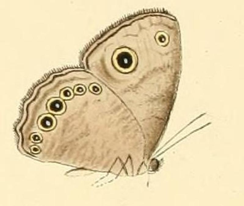 Bicyclus dorothea3
