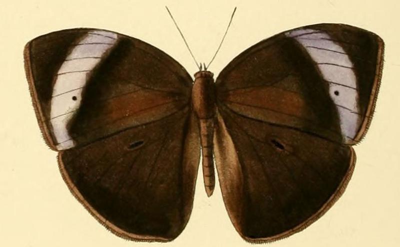 Bicyclus iccius