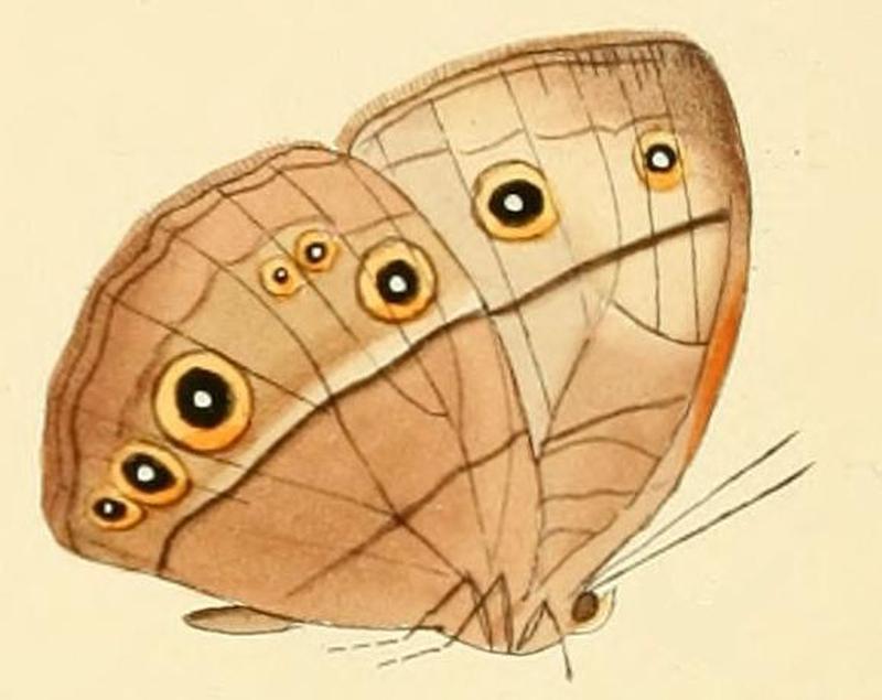 Bicyclus italus1