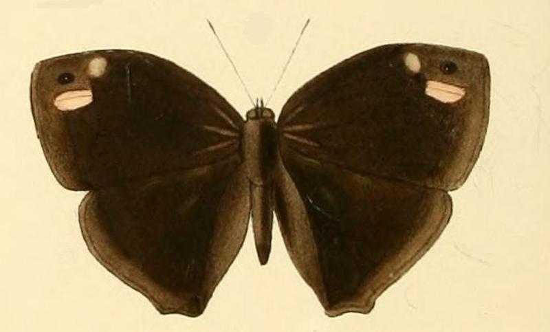 Bicyclus mandanes