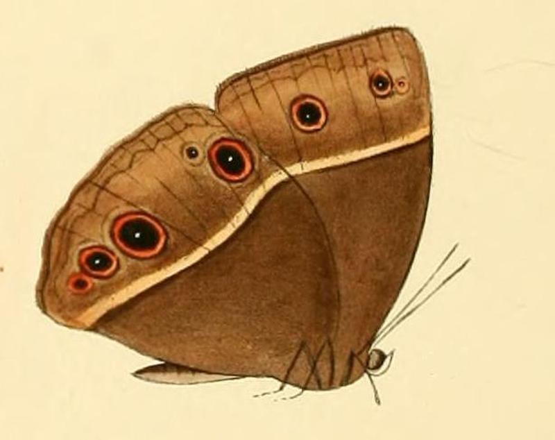 Bicyclus medontias1