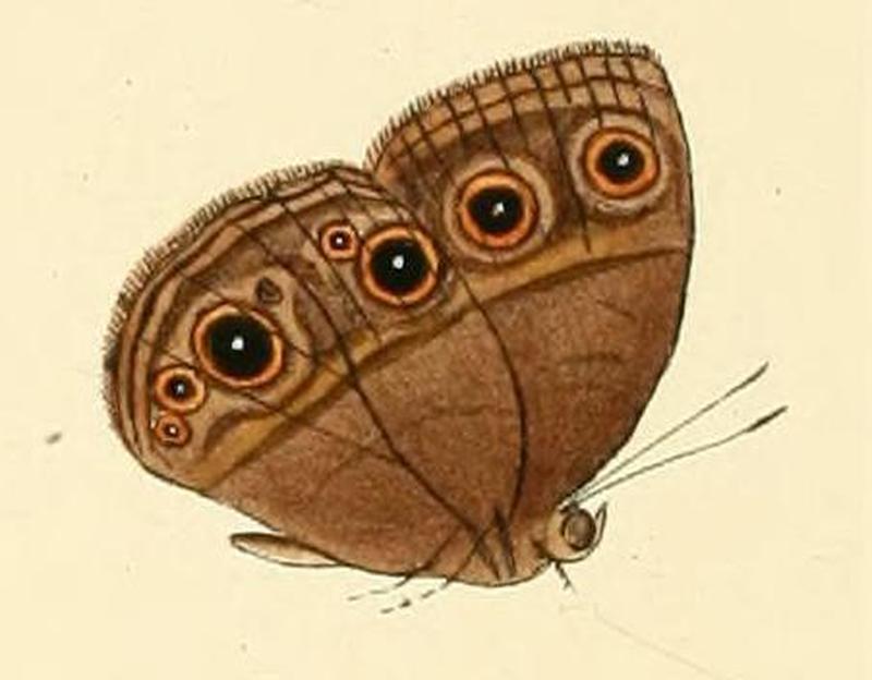 Bicyclus milyas