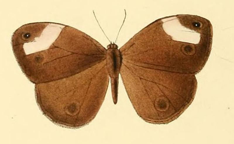 Bicyclus sciathis1