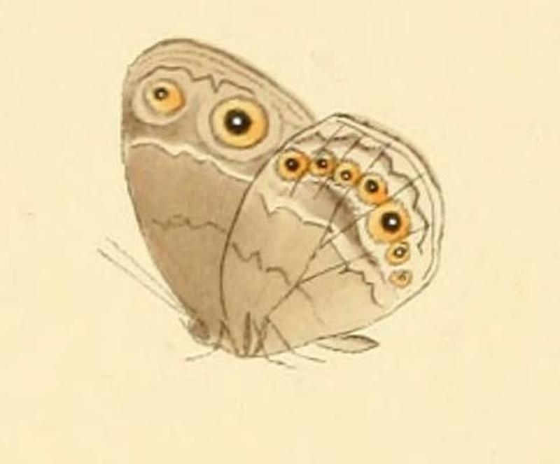 Bicyclus taenias