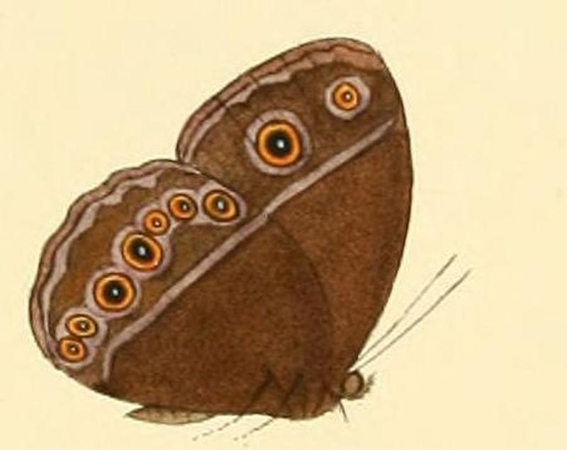 Bicyclus xeneas1