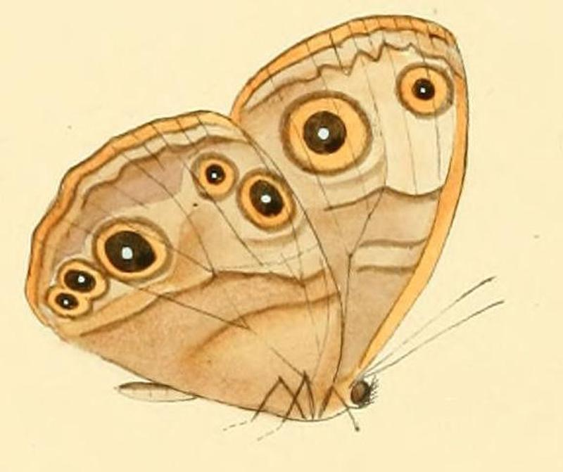 Bicyclus xeneas2
