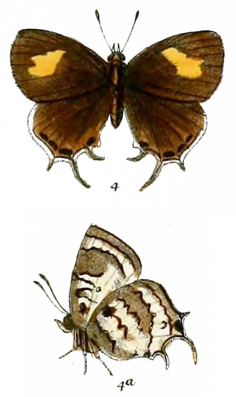 BiduandaCyara 739 4 Knight