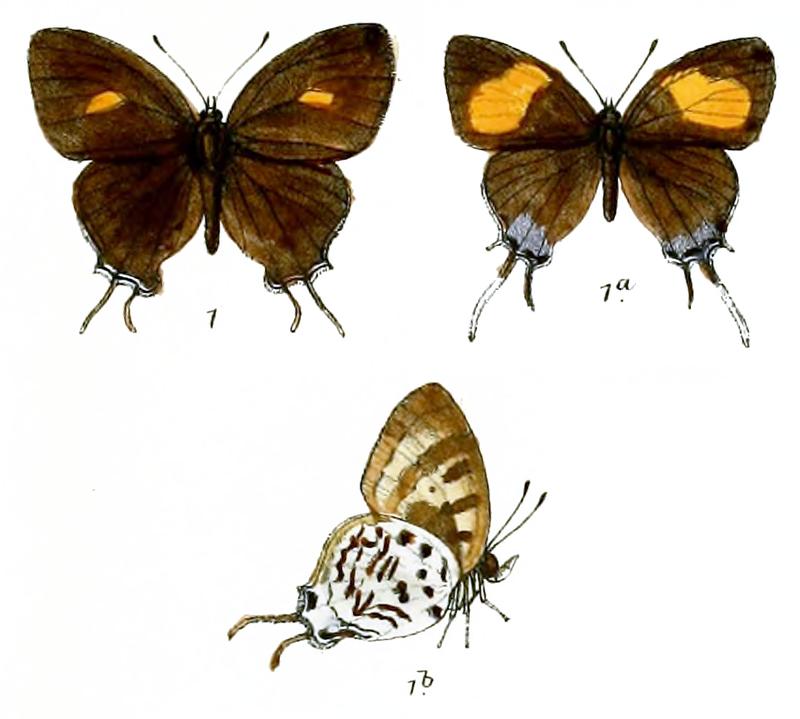 BiduandaFabricii 739 1 Knight