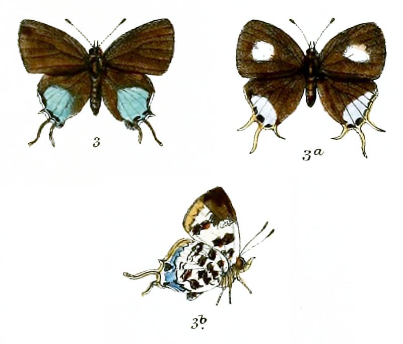 BiduandaMelisa 739 3 Knight