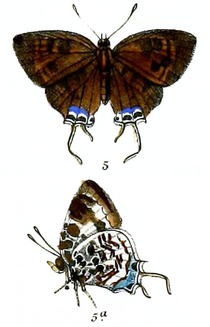 BiduandaNicevillei 739 5 Knight