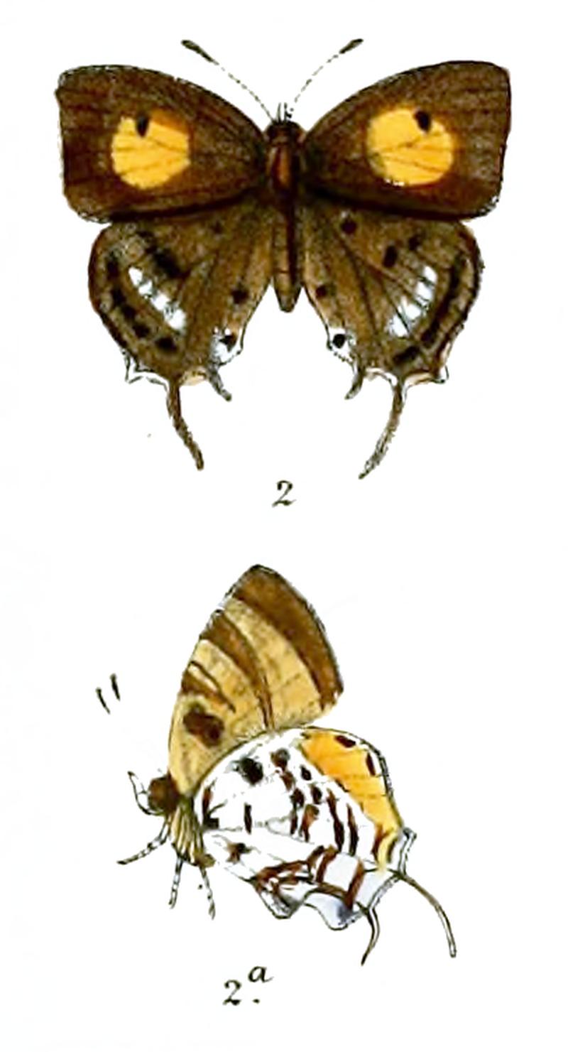 BiduandaScudderii 739 2 Knight