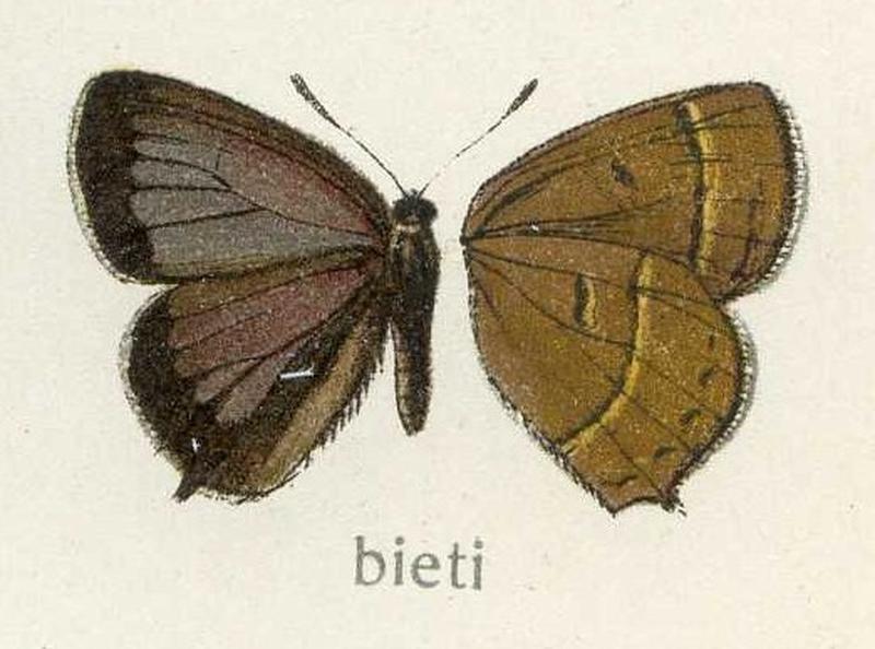 Bieta