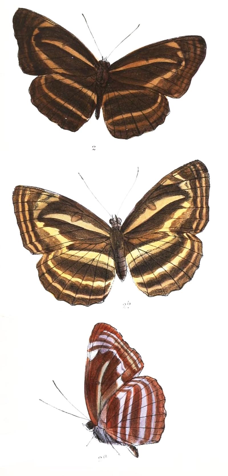 BimbisaraAnjana 292 2