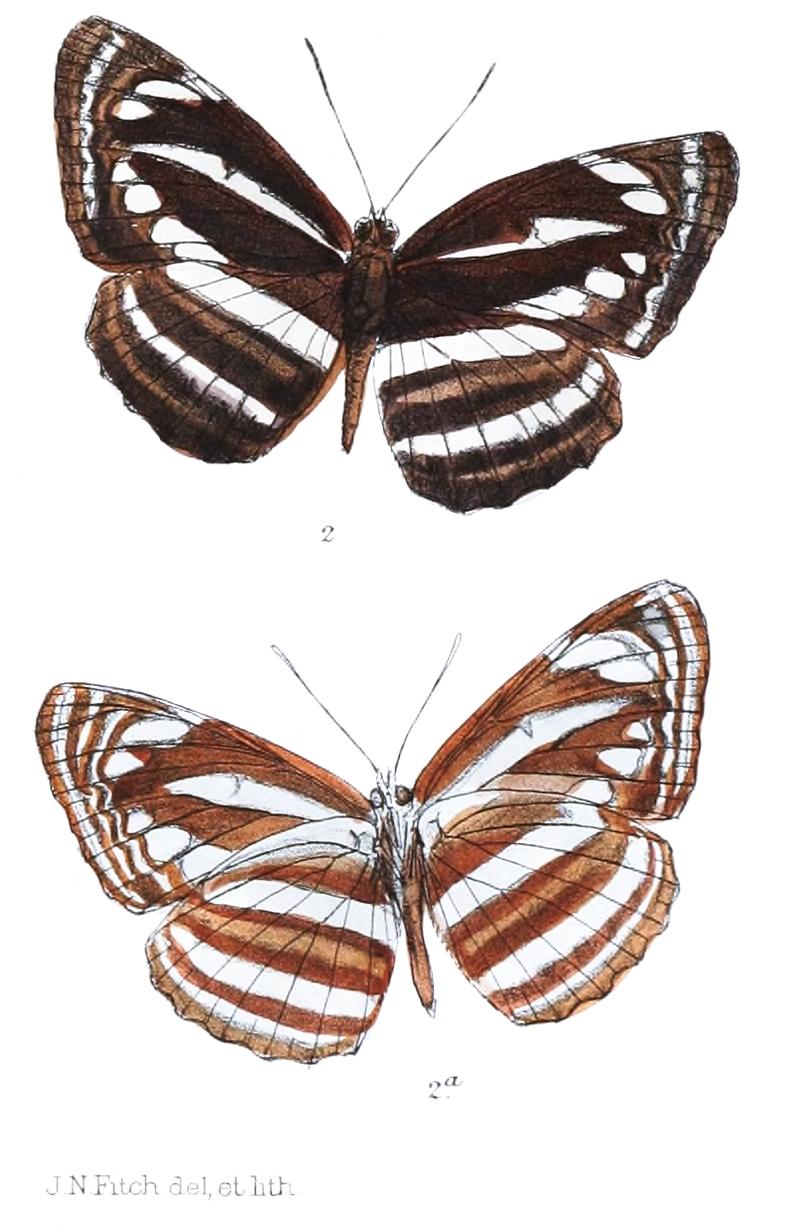 BimbisaraBurmana 287 2