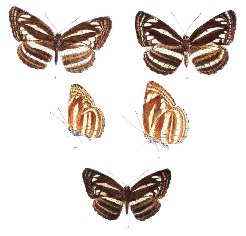 BimbisaraCartica 287 1