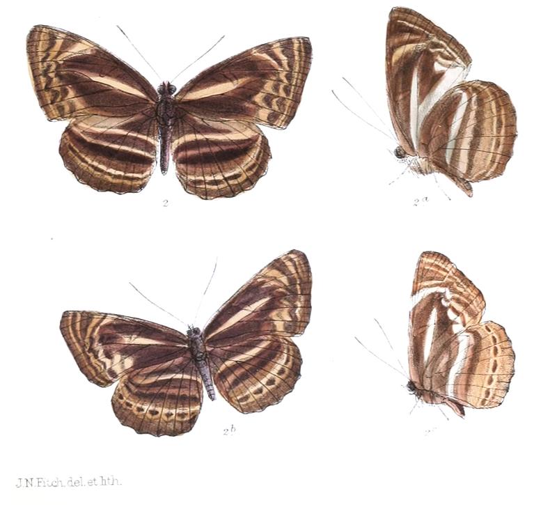 BimbisaraHarita 291 2