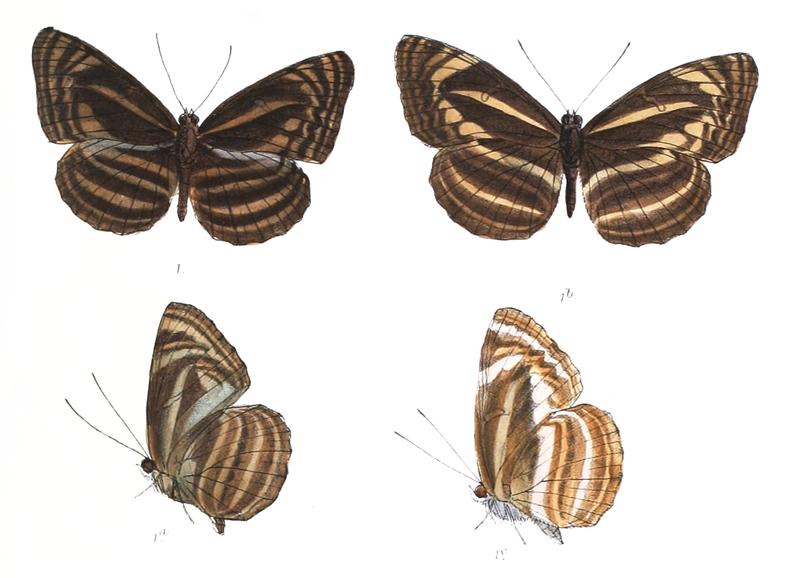 BimbisaraOmeroda 292 1