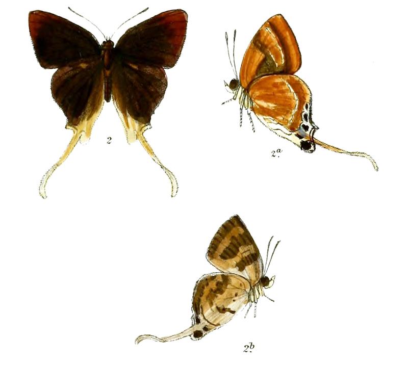 BindaharaAreca 710 2 Knight