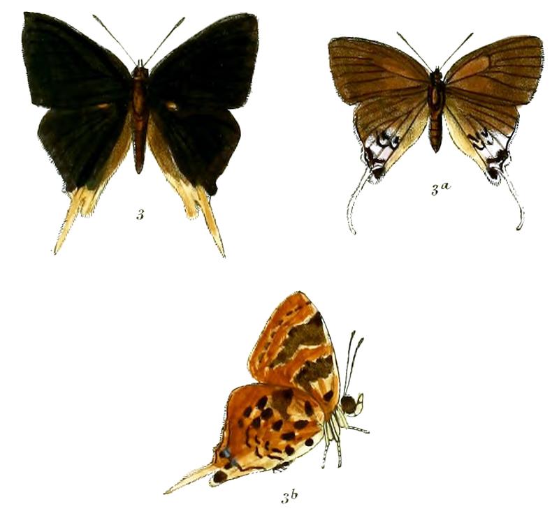 BindaharaInes 710 3 Knight