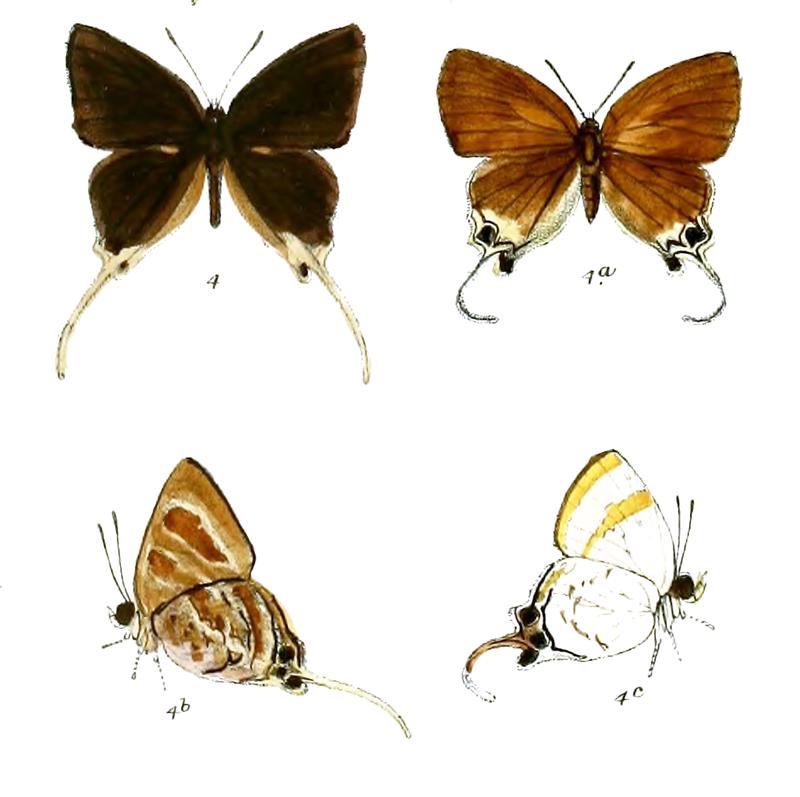 BindaharaKamorta 710 4 Knight