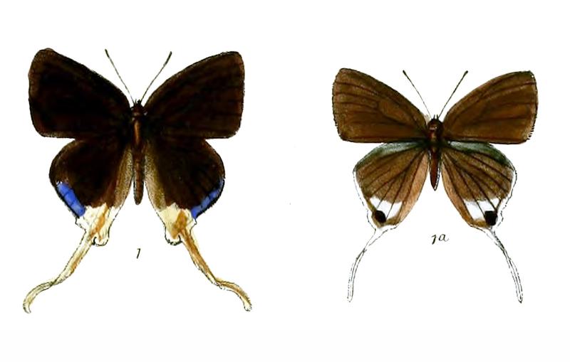 Bindahara moorei