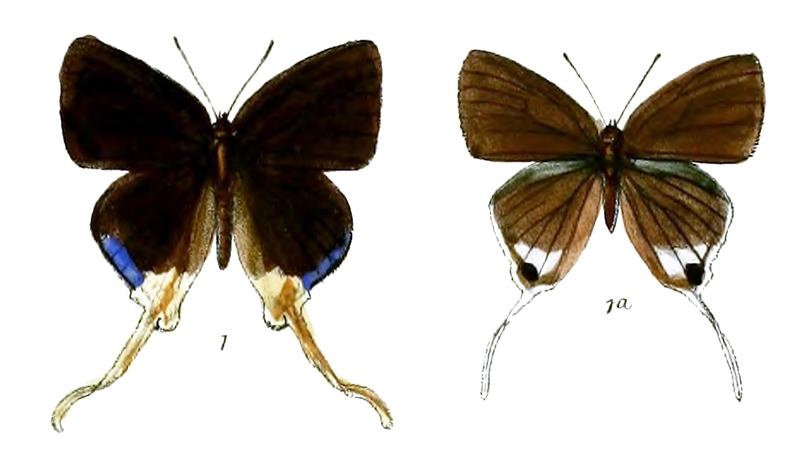 BindaharaMoorei 710 1 Knight