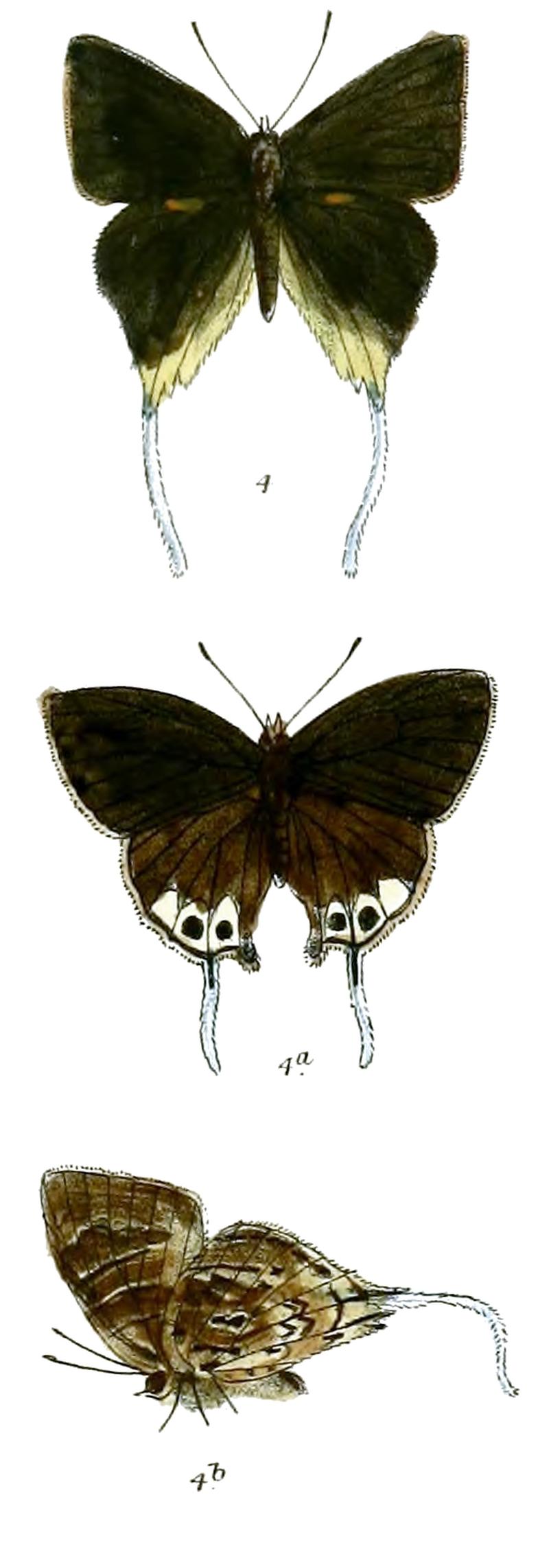 BindaharaPhocides 709 4