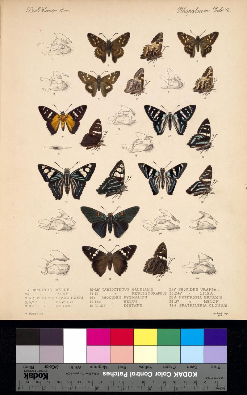 BiologiaCentraliAmericanaPlate76