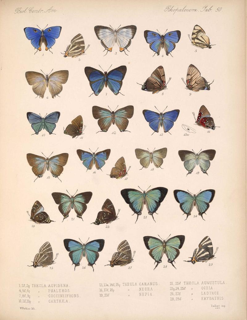 BiologiaCentraliAmericanaRhopaloceraPlate 50