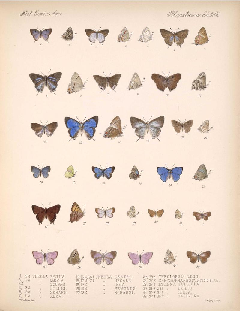 BiologiaCentraliAmericanaRhopaloceraPlate 58