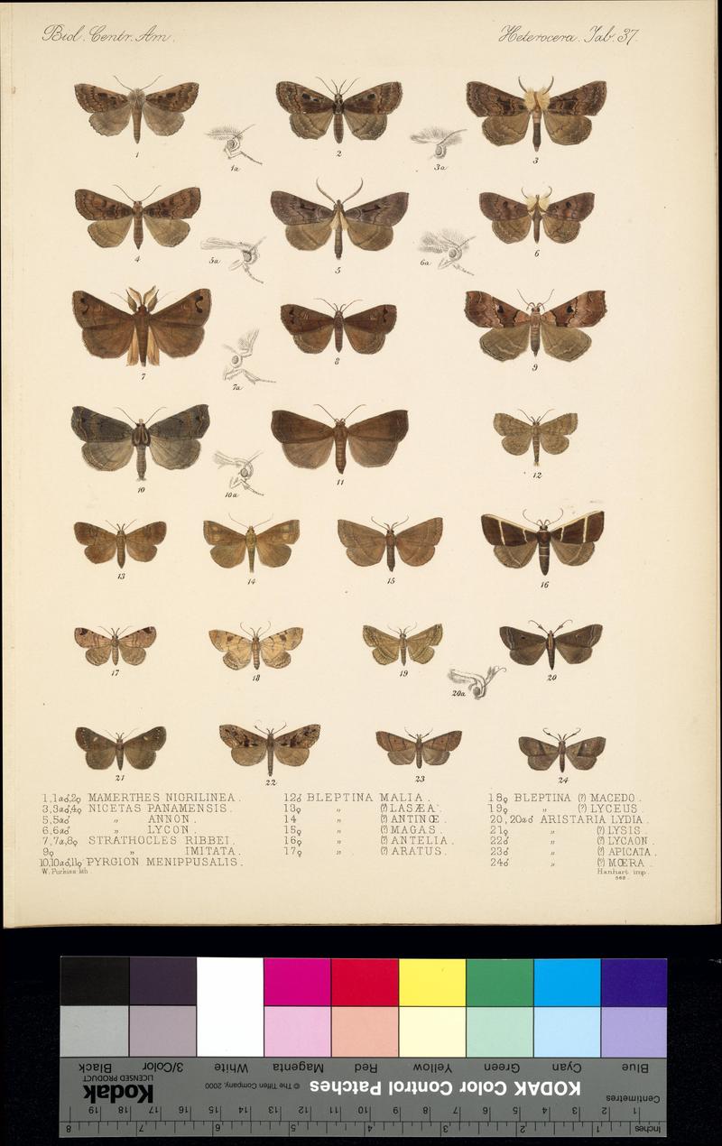 Biologia Centrali-Americana Lepidoptera Heterocera Plate 37