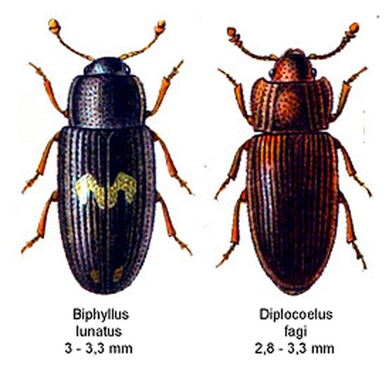 Biphyllidae spec
