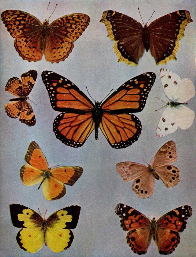 Birds Illustrated Butterflies 0401